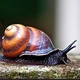 Snail