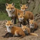 Fox Family
