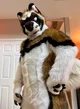 Slate Akita Fursuit 