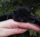 Pet bat