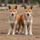 Dingo pack survival
