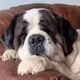 St Bernard