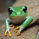 Black eye tree frog