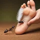 Ant tickle victory 