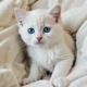 Unnamed white kitty