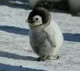 Pinguino Bebe