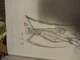 Mr Mantis 