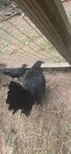 Raven the hen 