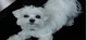Maltese dog
