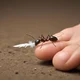 Ant with feather 