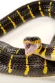 Satan in snake form 