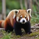 Red Panda 