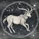Capricorn