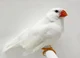 Zebra finch female