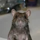 Rat