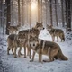 Wolf pack