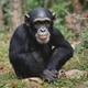 Chimpanzee-2