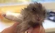 Hamster