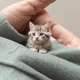 Smol cat