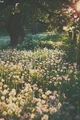 Field of Dandelions