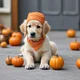 Pumpkin doggo 