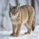 Canadian Lynx