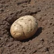 A Potato