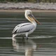Pelican
