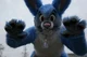 Buster lapin Fursuit