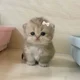 baby cat