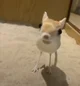 твой тушканчик