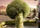Brocoli