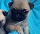 Cutest Puggy EVAAAH