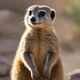 Meerkat