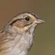 Swamp Sparrow