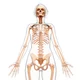 Female skeleton