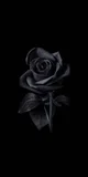 Black rose