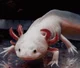 Bubbles The Axolotl