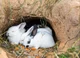 Madriguera De Conejo
