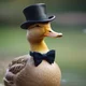 Posh Duck