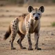 Spotted Hyena