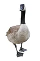 Goose