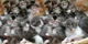 Lots of kittens