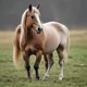 Pregnant horse 