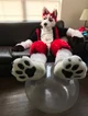 Redskihusky Fursuit 