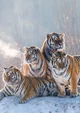 Tiger Pack