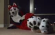 Redskihusky Fursuit 