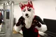 Redskihusky Fursuit 