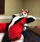 Redskihusky Fursuit 