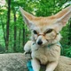 Fennec foxs Wizard 
